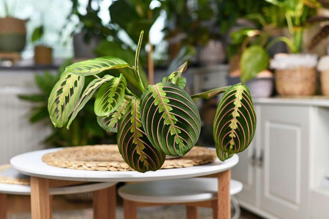 10 Biggest Houseplant Trends for 2023 - Sheet19