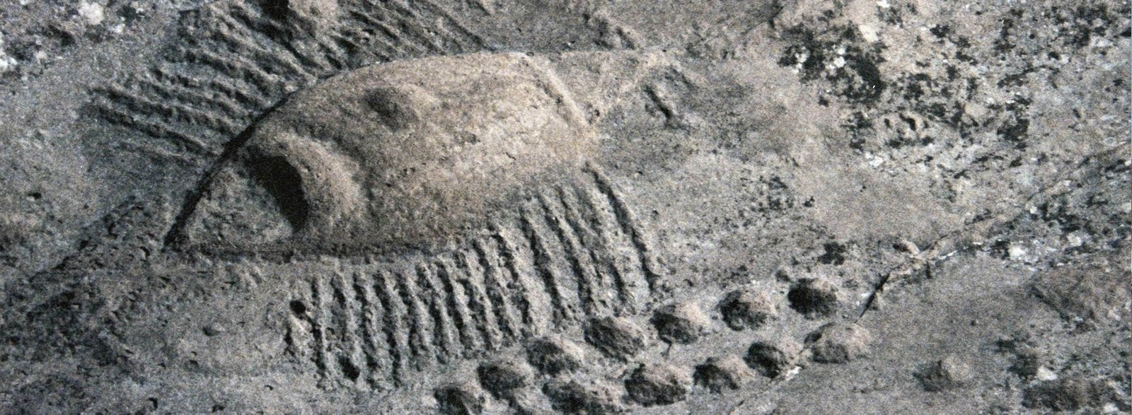 Cultural Heritage of Qatarv - Sheet8