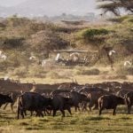 An architectural review of a location: Zambia - Sheet5