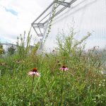 Silva by Duncan Lewis Scape Architecture - Sheet3
