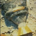 Lost in time: Uluburun shipwreck - Sheet4
