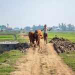 Design Guidelines: Rural Development projects - Sheet1