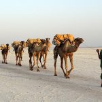The camel trials of the world - Sheet3