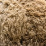 The camel trials of the world - Sheet5