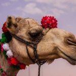 The camel trials of the world - Sheet7