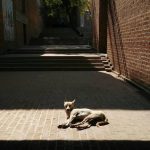 The Shared Space - Sheet5