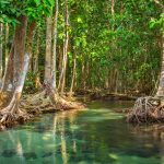 India's Coastal Heritage and the Role of Mangroves - Sheet1