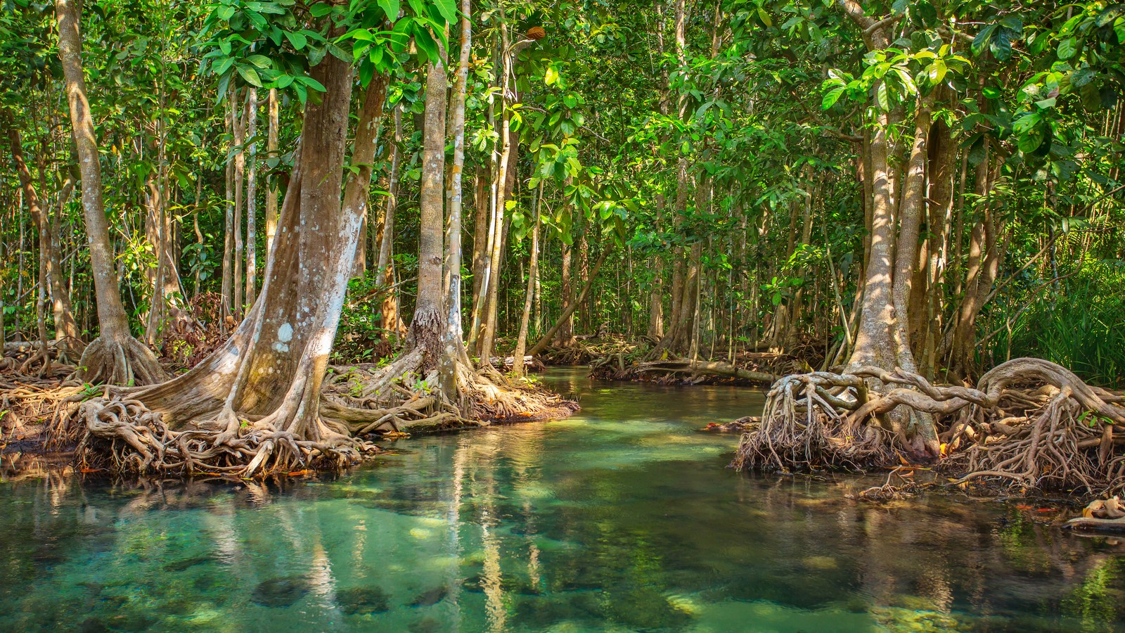 India's Coastal Heritage and the Role of Mangroves - Sheet1