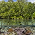 India's Coastal Heritage and the Role of Mangroves - Sheet2