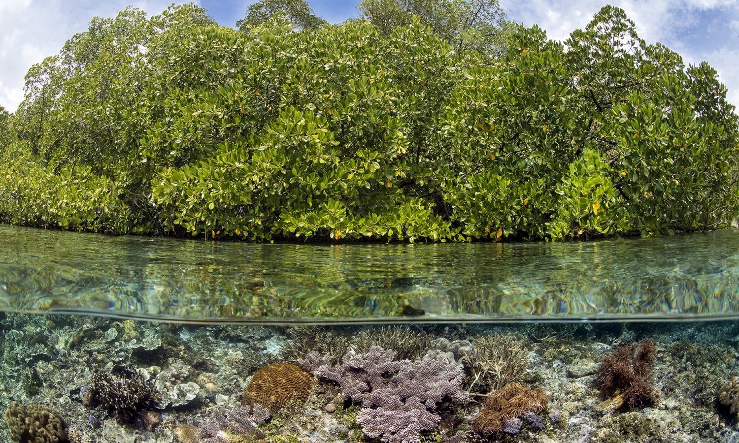 India's Coastal Heritage and the Role of Mangroves - Sheet2