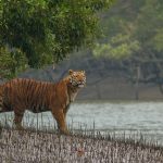 India's Coastal Heritage and the Role of Mangroves - Sheet6