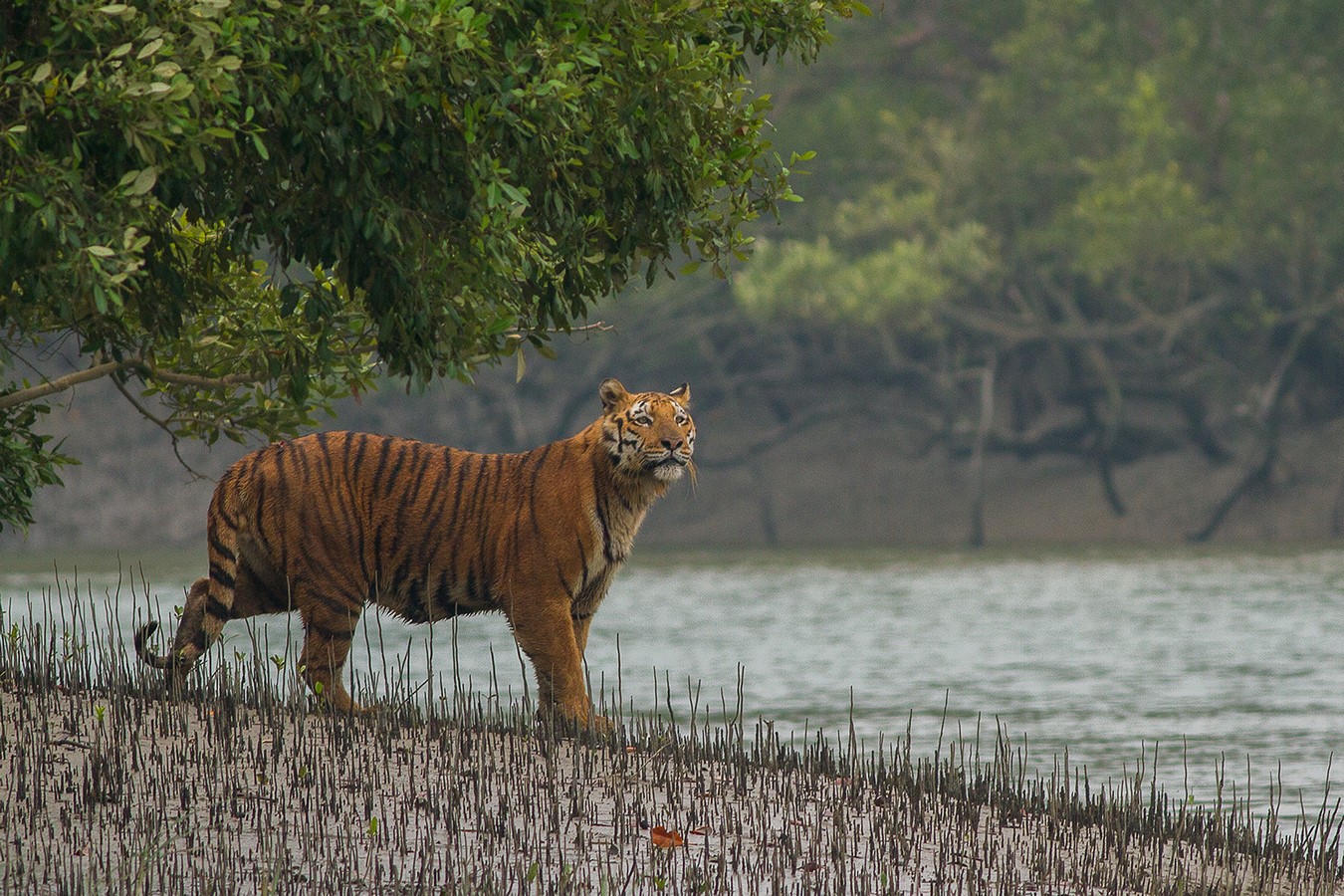 India's Coastal Heritage and the Role of Mangroves - Sheet6