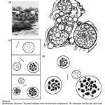 Sacred Geometry in African Architectural Design - Sheet7