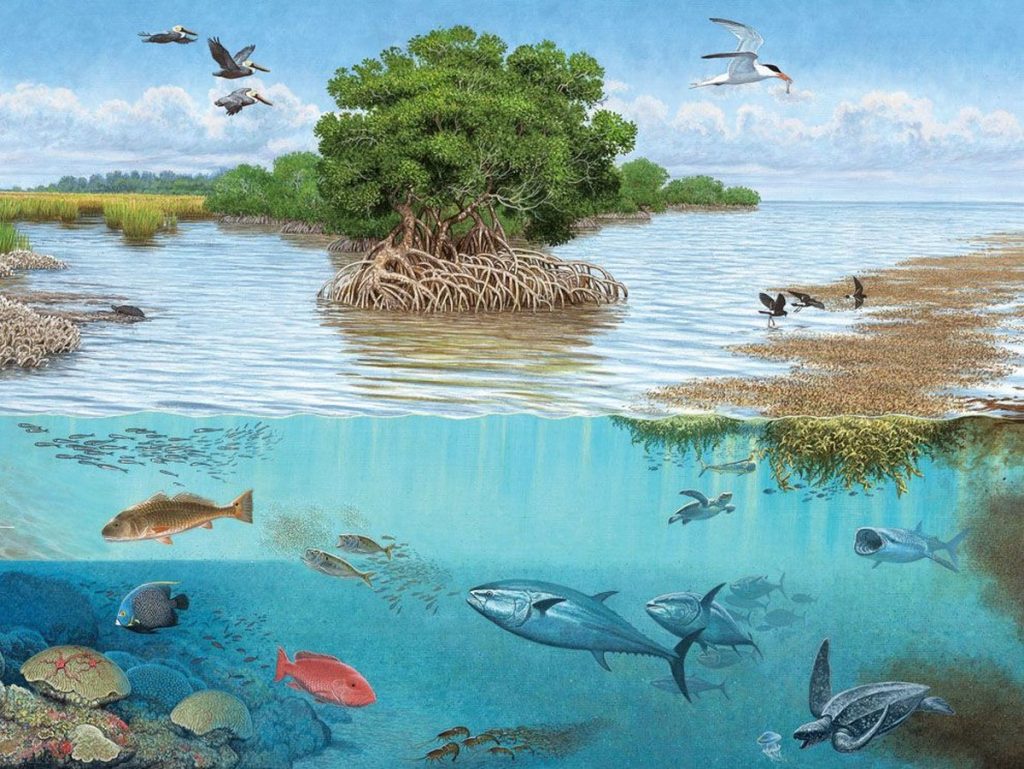 Restoration of Ecosystems and Biodiversity - RTF | Rethinking The Future