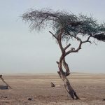 Project in-depth: The Great Green Wall, Africa - Sheet2