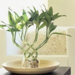 Feng Shui and Landscape Architecture - Sheet3