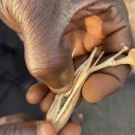 Willow Technologies Transforms Agricultural By-Products Into Building Materials in Ghana - Sheet2
