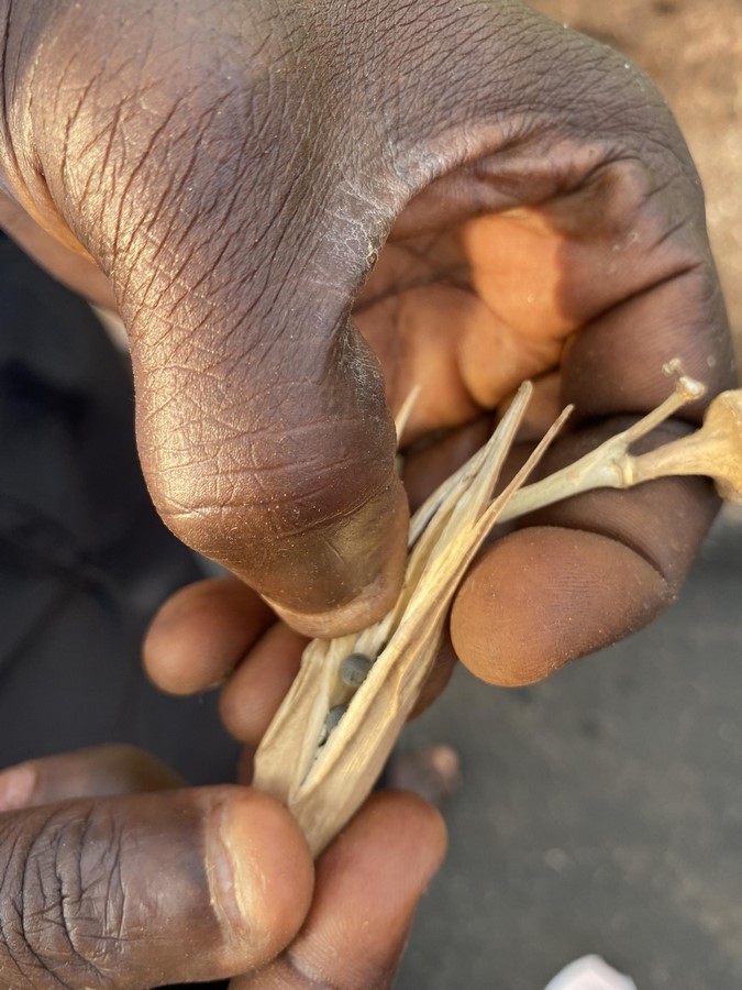 Willow Technologies Transforms Agricultural By-Products Into Building Materials in Ghana - Sheet2