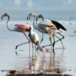 Nandur Madhmeshwar Bird Sanctuary (NMBS), Nashik, Maharashtra-Sheet2