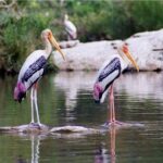 Nandur Madhmeshwar Bird Sanctuary (NMBS), Nashik, Maharashtra-Sheet3