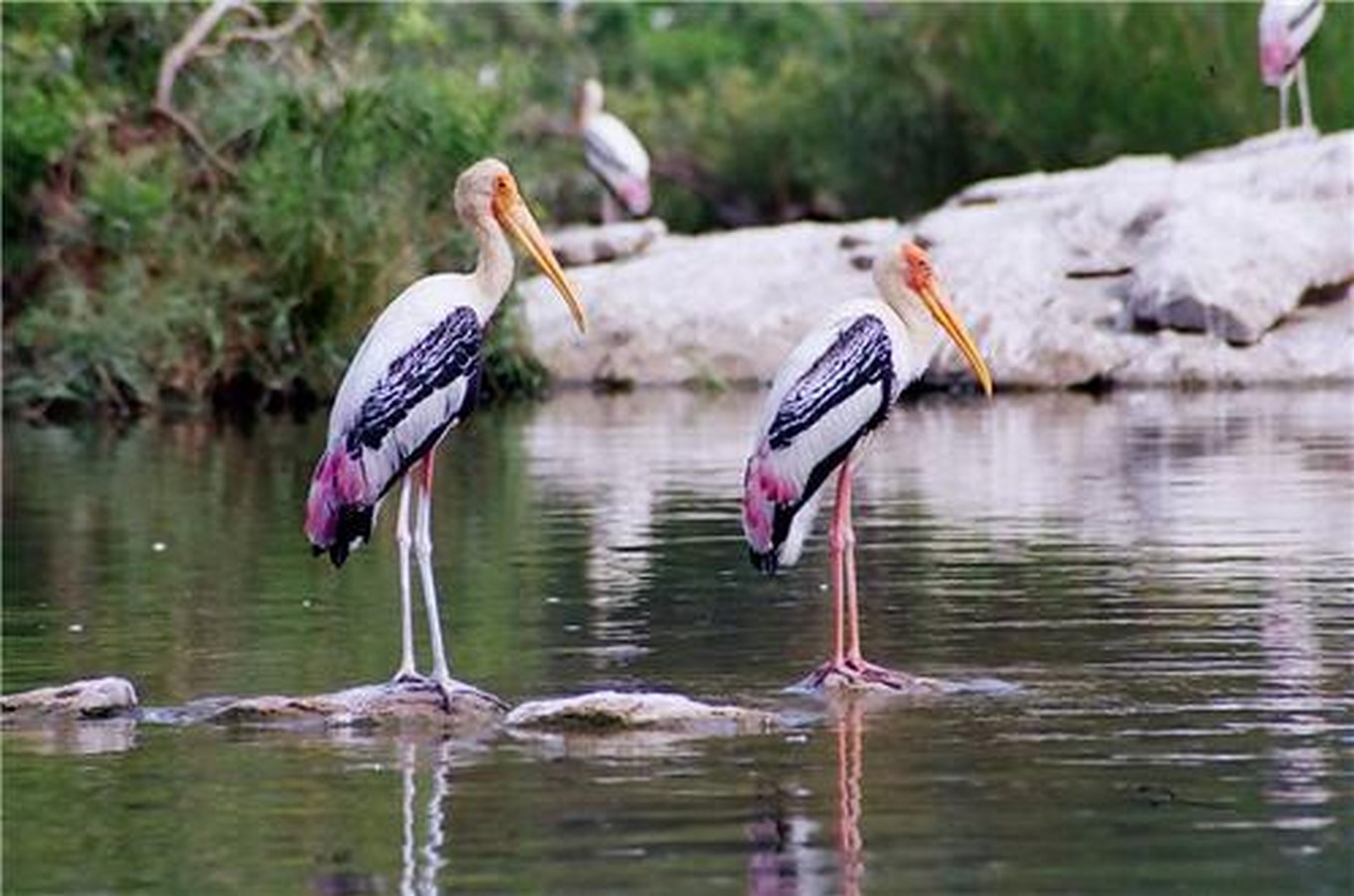 Nandur Madhmeshwar Bird Sanctuary (NMBS), Nashik, Maharashtra-Sheet3