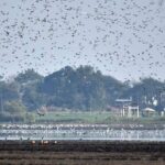 Nandur Madhmeshwar Bird Sanctuary (NMBS), Nashik, Maharashtra-Sheet4