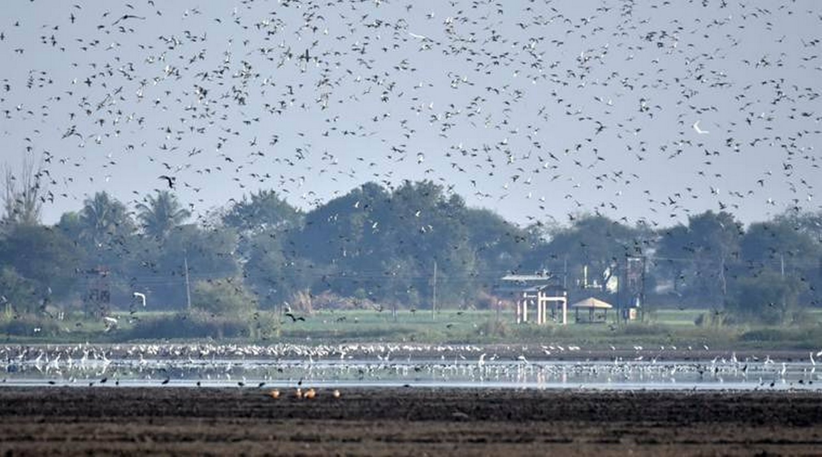 Nandur Madhmeshwar Bird Sanctuary (NMBS), Nashik, Maharashtra-Sheet4