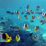 Lakshadweep The new destination-Sheet3