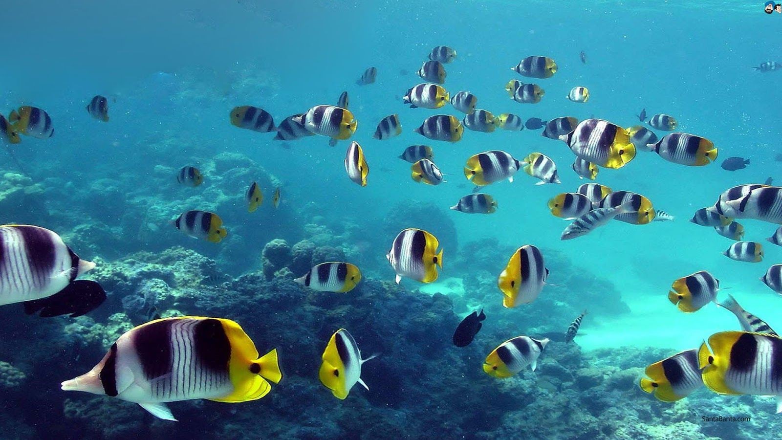 Lakshadweep The new destination-Sheet3