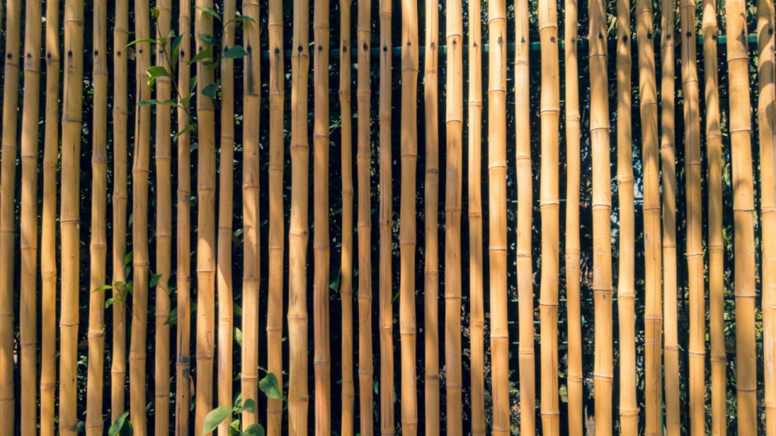 Bamboo The Green Guardian of Architectur-Sheet4
