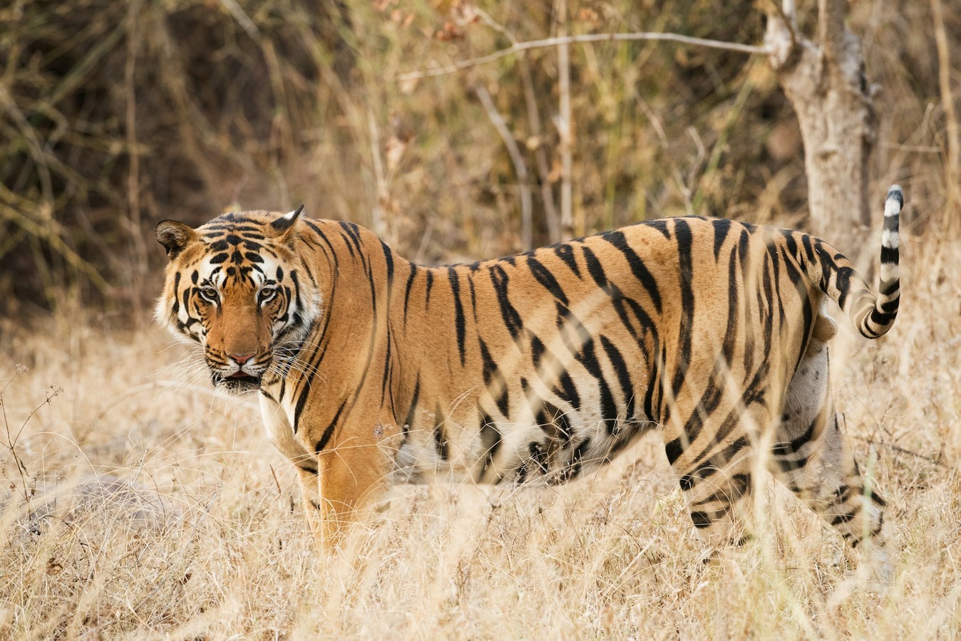 Role of National Parks and Wildlife Sanctuaries in India-Sheet1