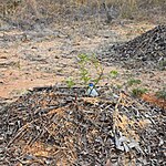 Harmonizing Nature and Architecture A Case Study of Sadhana Forest-Sheet3
