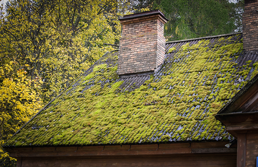 Should You Remove Moss From Your Roof?