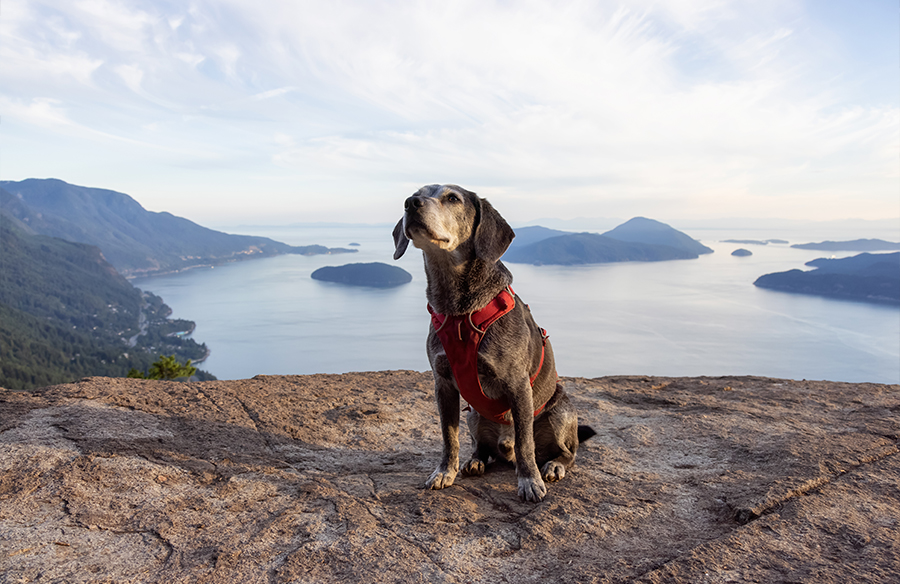 Dog Rock – Essential Visitor Guide and Tips