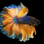 From Ancient Guardians to Modern Marvels: Exploring the Evolution of Betta Fish in Contemporary Home Aquariums