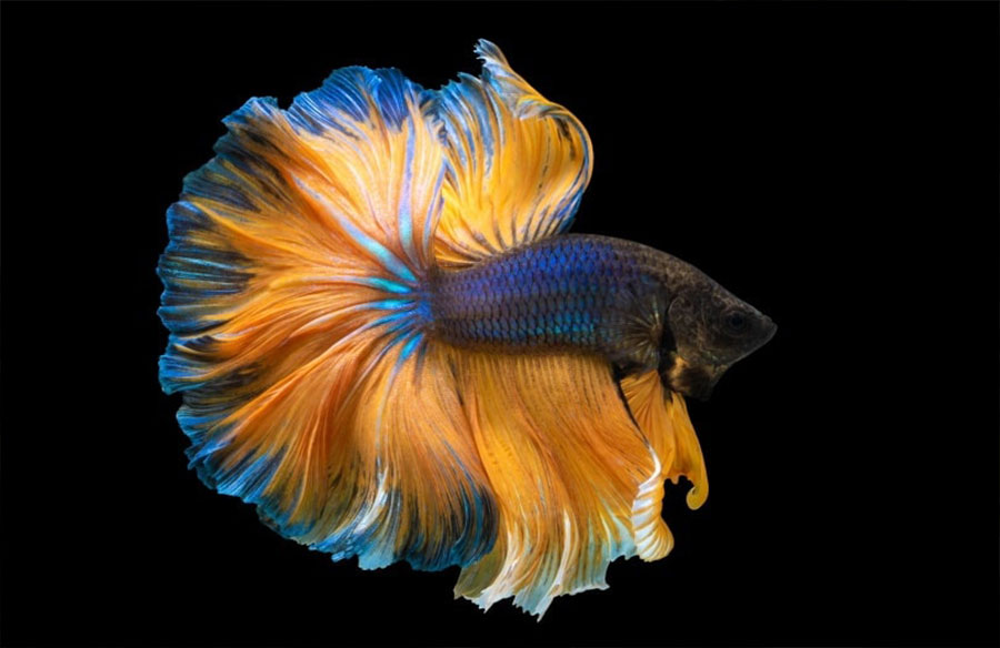 From Ancient Guardians to Modern Marvels: Exploring the Evolution of Betta Fish in Contemporary Home Aquariums