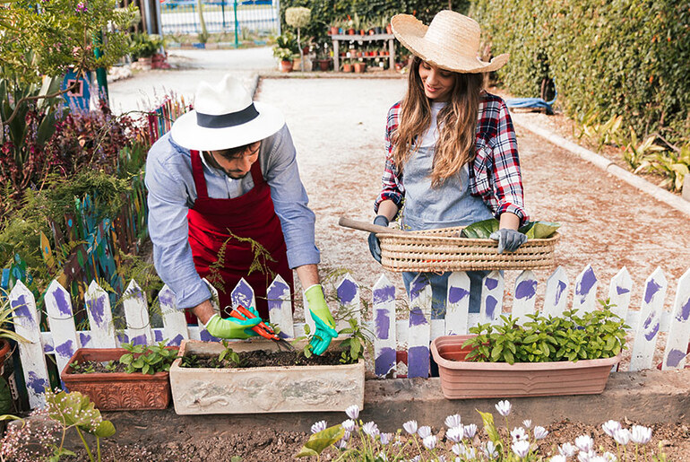 Architecting a Summer Oasis: Strategies for Cultivating Your Garden