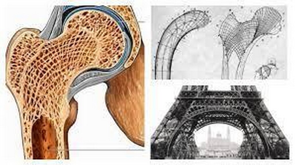 Biomimetic Architecture; Back in time - RTF | Rethinking The Future