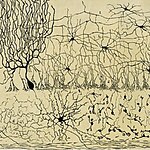 An overview of Neuroarchitecture in the past-Sheet2