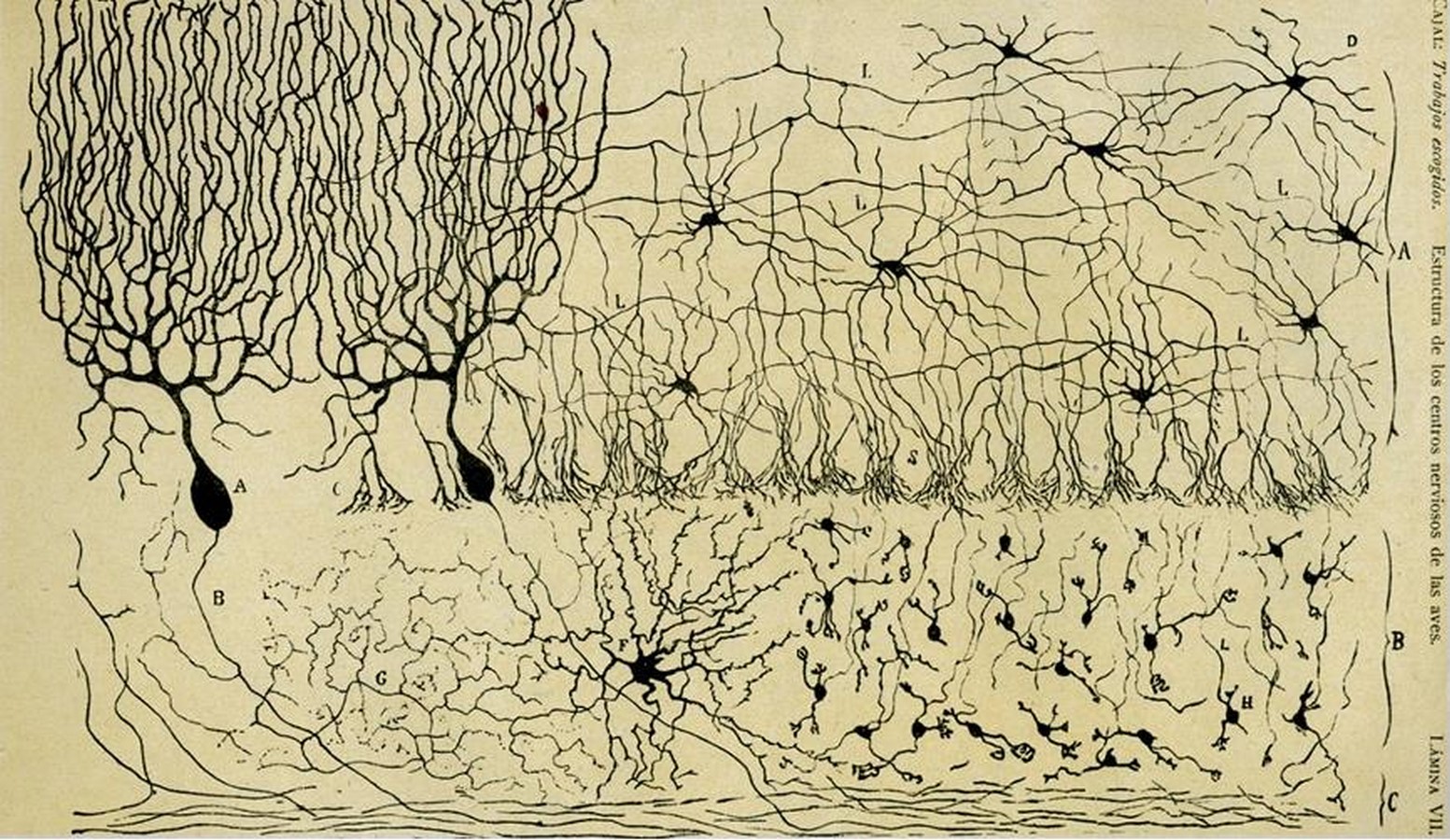 An overview of Neuroarchitecture in the past-Sheet2