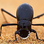 Biomimicry in architecture-Sheet12