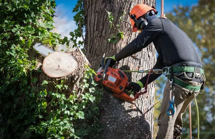 Innovations in Tree Removal Techniques