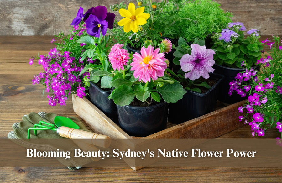 Blooming Beauty: Sydney’s Native Flower Power