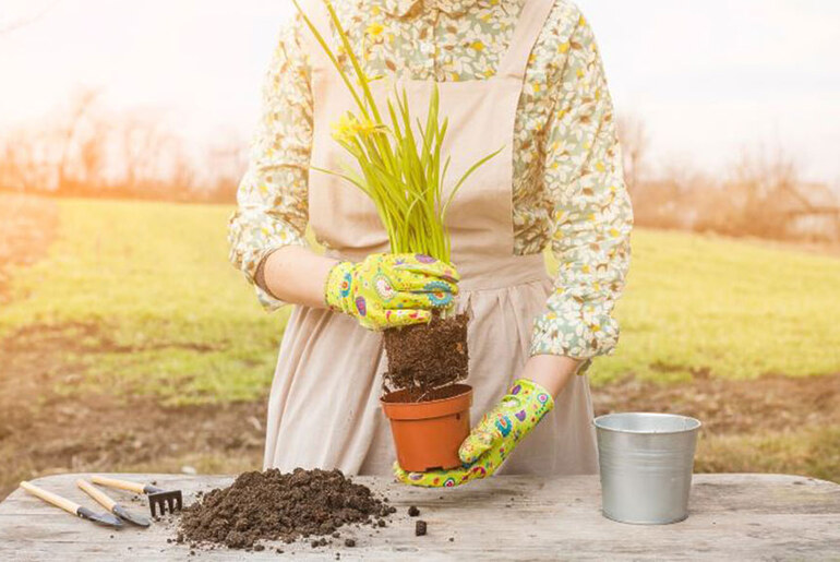 The Use Of Grass Seeds And How It Can Be Planted
