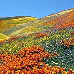 UNESCO World Heritage Sites: Nanda Devi and Valley of Flowers National Parks-Sheet3