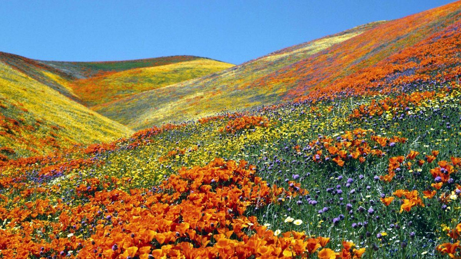 UNESCO World Heritage Sites: Nanda Devi and Valley of Flowers National Parks-Sheet3