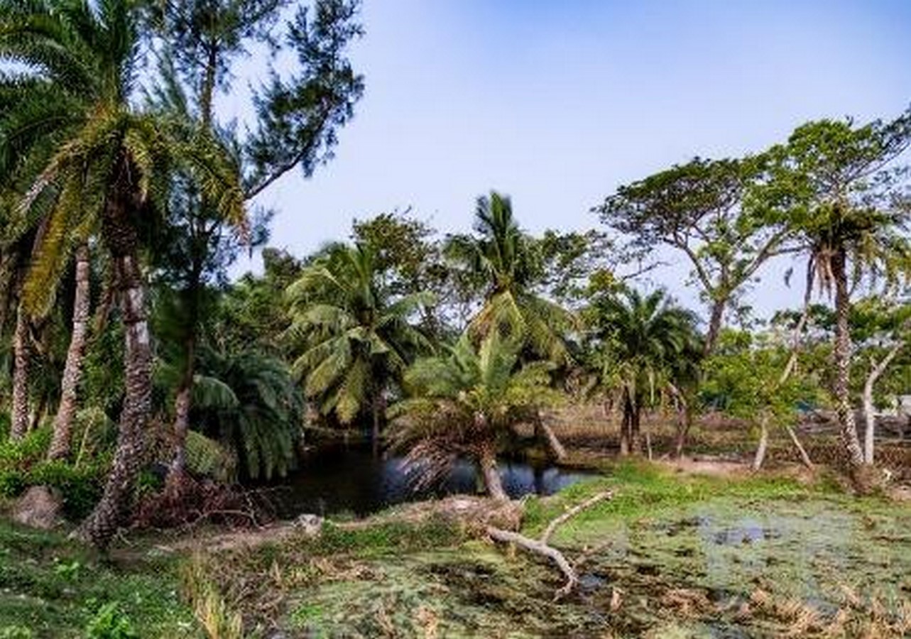 UNESCO World Heritage Sites Sundarbans National Park-Sheet4