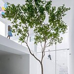 Biophilic Basics An Introduction-Sheet2