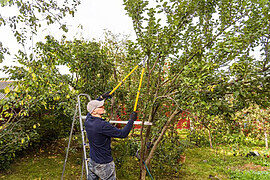 The Art of Tree Pruning: Tips for Healthy Growth - RTF | Rethinking The ...