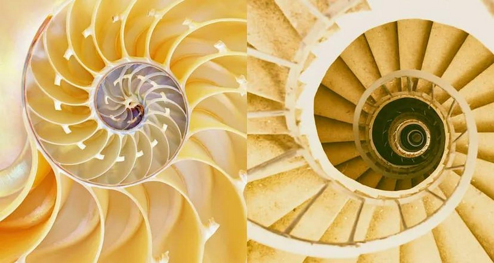 Optimizing Building Envelopes Through Biomimicry and Generative Design A Digital Approach-Sheet2